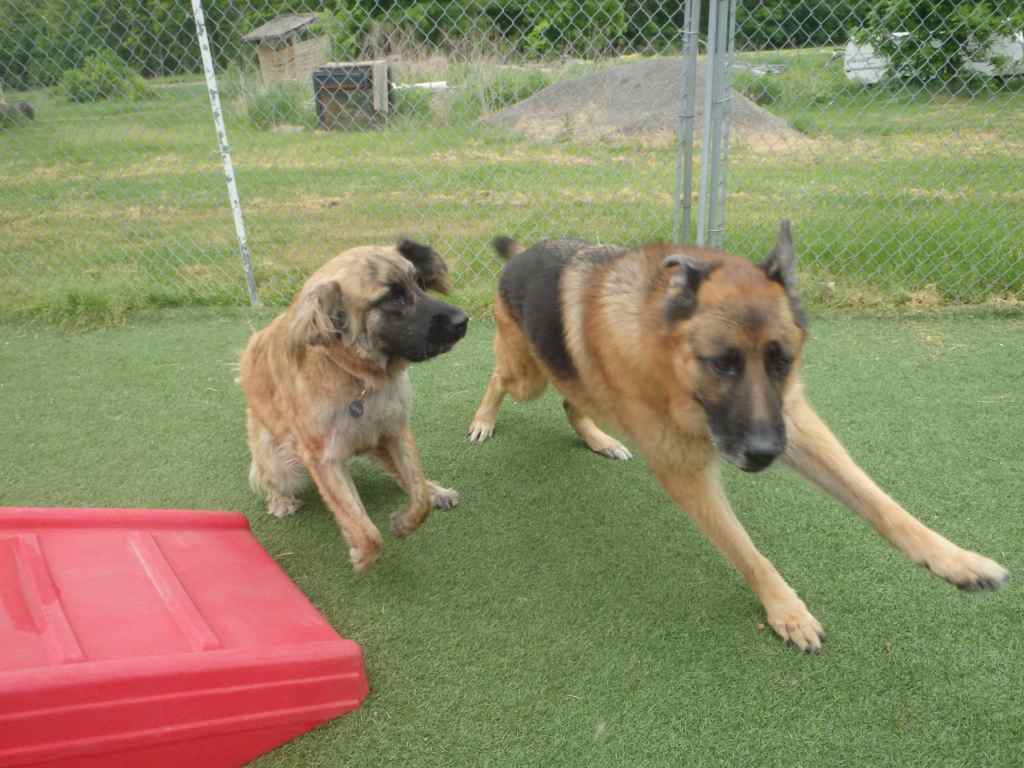 Club Bekkers kennels | 3466 Burnhamthorpe Rd W, Oakville, ON L6M 4H3, Canada | Phone: (905) 827-2340