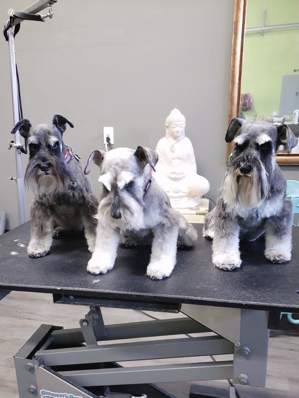 Panorama Paws Dog Grooming | 5878 151 St, Surrey, BC V3S 3T2, Canada | Phone: (778) 893-0114