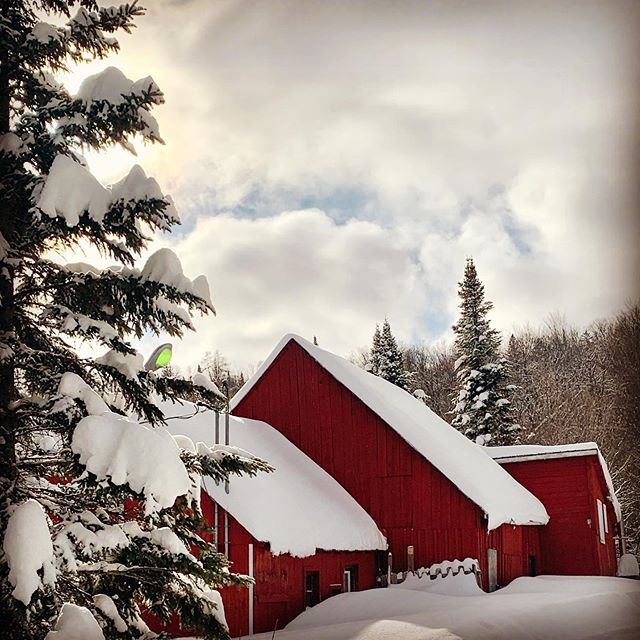 Les Conifères | 2483 Chemin du Village, Saint-Adolphe-dHoward, QC J0T 2B0, Canada | Phone: (514) 802-9659