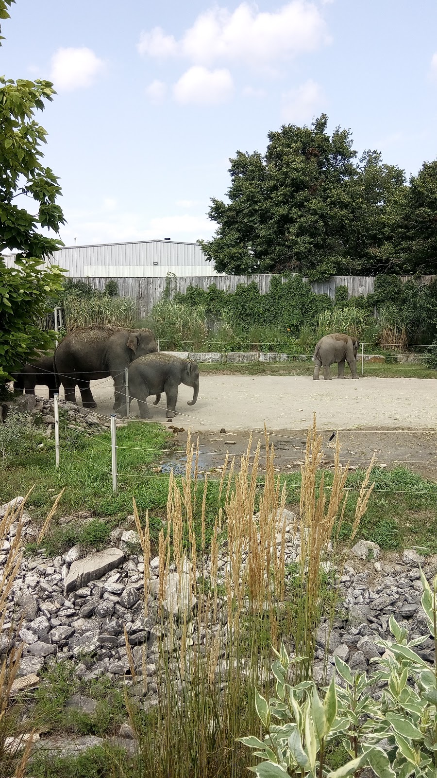 Elephant Round-Up | Flamborough, Hamilton, ON N1R 5S2, Canada