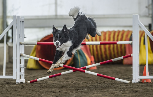 Highrun Dog Sports | 13222 Sharpe Rd, Pitt Meadows, BC V3Y 1Z1, Canada | Phone: (604) 467-8021