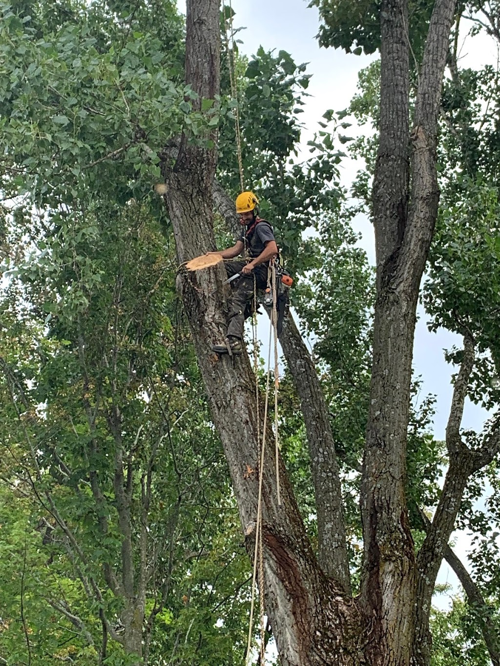 Verti-Go Arboriculture | 82 Rue des Diamants, Sherbrooke, QC J1G 3Z8, Canada | Phone: (819) 345-2749