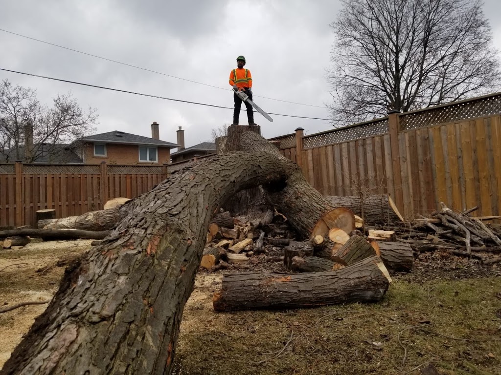 Branch Manager Tree Care | 1825 Park Ln, Innisfil, ON L9S 2W3, Canada | Phone: (705) 915-1095