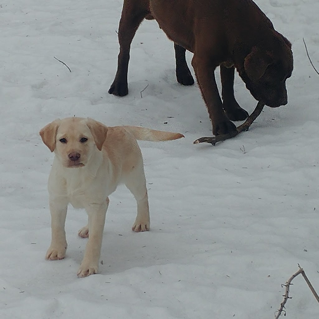 North Pine Labradors | Morris, MB R0G 1K0, Canada | Phone: (204) 746-8912