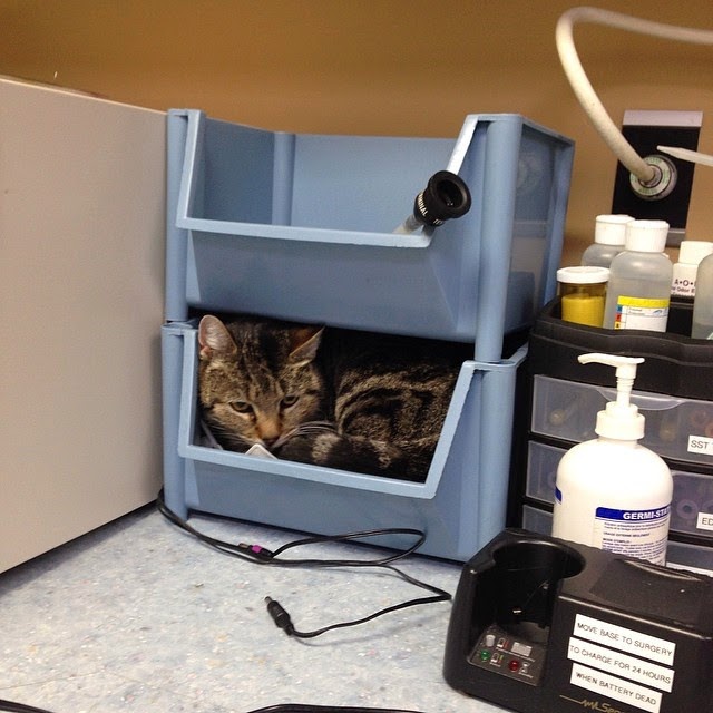 Pacific Cat Clinic | 3555 Ravine Way, Victoria, BC V8X 4Z1, Canada | Phone: (250) 475-2287