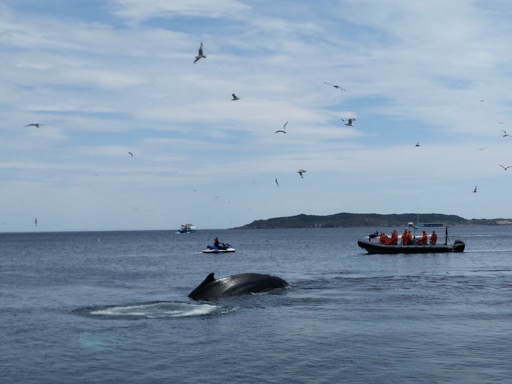 Elaines B & B By the Sea | 30 Lower Loop Rd, Witless Bay, NL A0A 4K0, Canada | Phone: (709) 334-2722