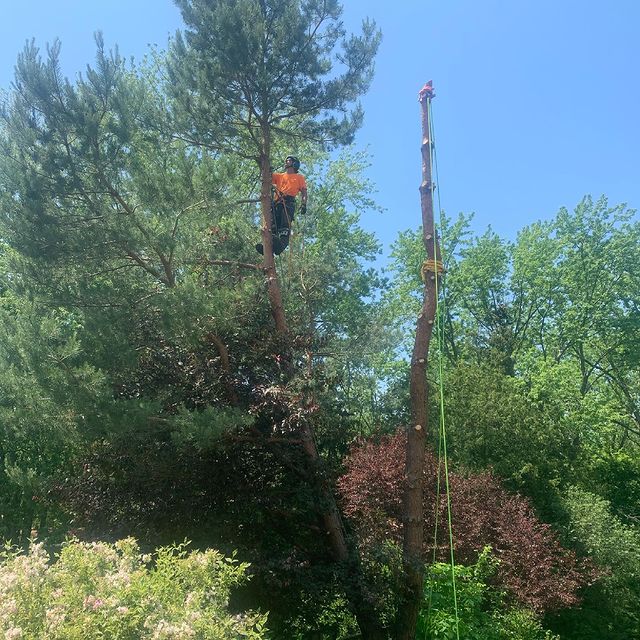 Borers Falls Tree Service | 830 Montgomery Dr, Ancaster, ON L9G 3H8, Canada | Phone: (289) 880-0047