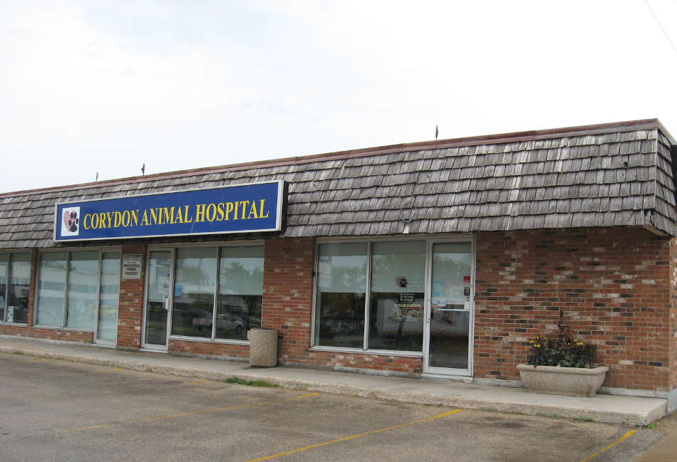 Corydon Animal Hospital | 1675 Corydon Ave, Winnipeg, MB R3N 0J8, Canada | Phone: (204) 488-4577