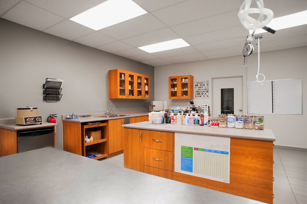 Veterinary Clinic Beloeil-St-Basile Inc. | 277 Rue Choquette, Beloeil, QC J3G 4V6, Canada | Phone: (450) 467-7808