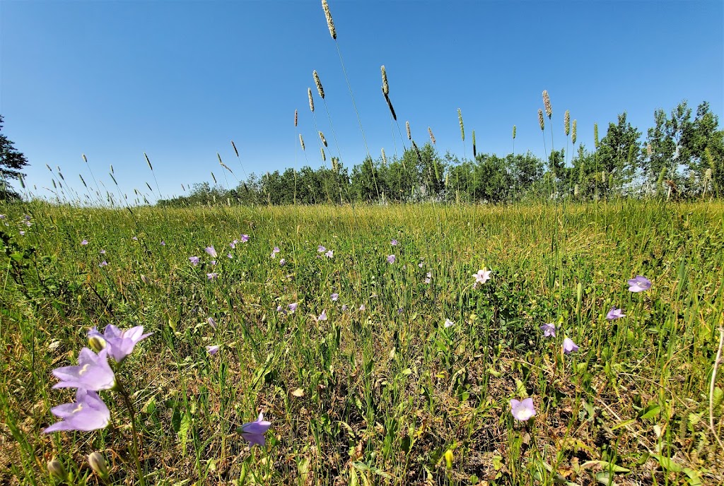 Northern Bear Golf Club | 51055 Range Rd 222, Sherwood Park, AB T8C 1G9, Canada | Phone: (780) 922-2327