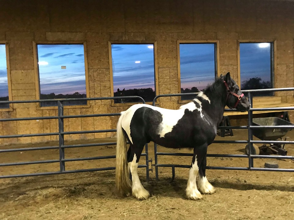 Kicking Mule Riding Stables & Cook House | 55 Gauthier Rd, Tehkummah, ON P0P 2C0, Canada | Phone: (705) 859-1040