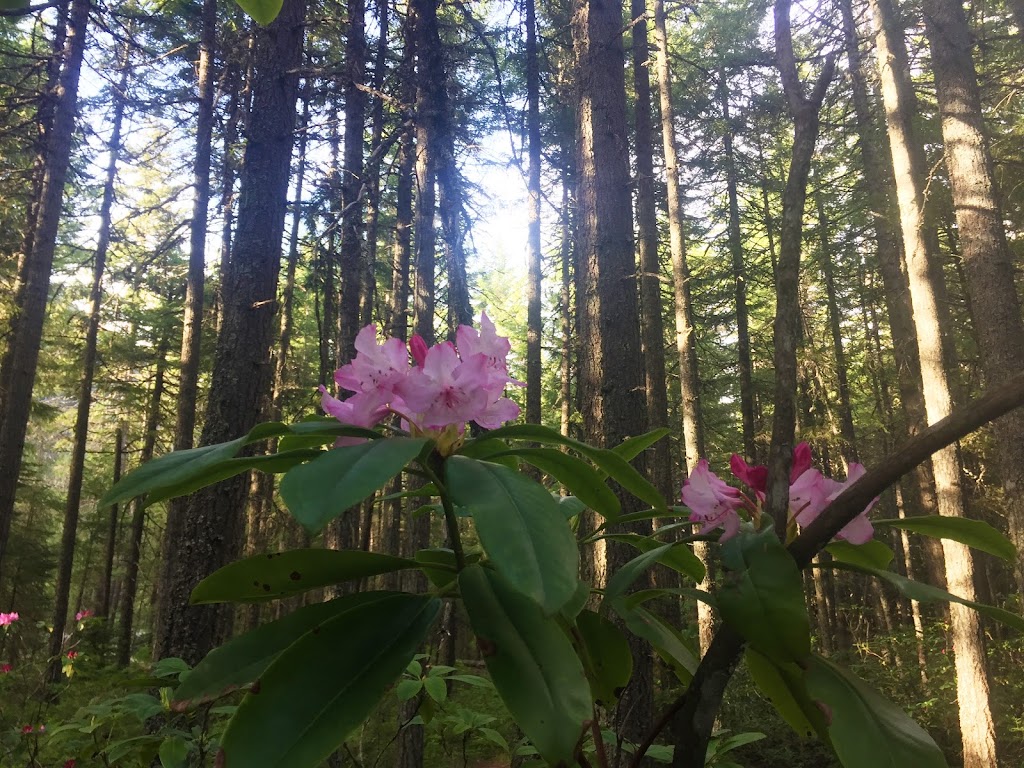 Manning Park Resort | 7500 BC-3, Manning Park, BC V0X 1R0, Canada | Phone: (604) 668-5922