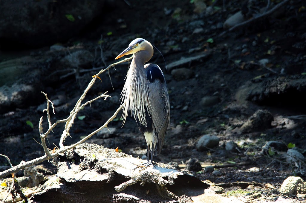 Wild Bird Trust of B.C. | 2649 Dollarton Hwy, North Vancouver, BC V7H 1B1, Canada | Phone: (604) 929-2379