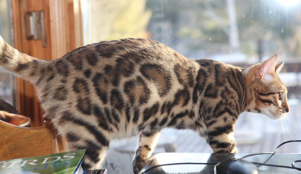 Iconic Bengals cat breeder | 9896 Road 38, Godfrey, ON K0H 1T0, Canada | Phone: (416) 712-6154