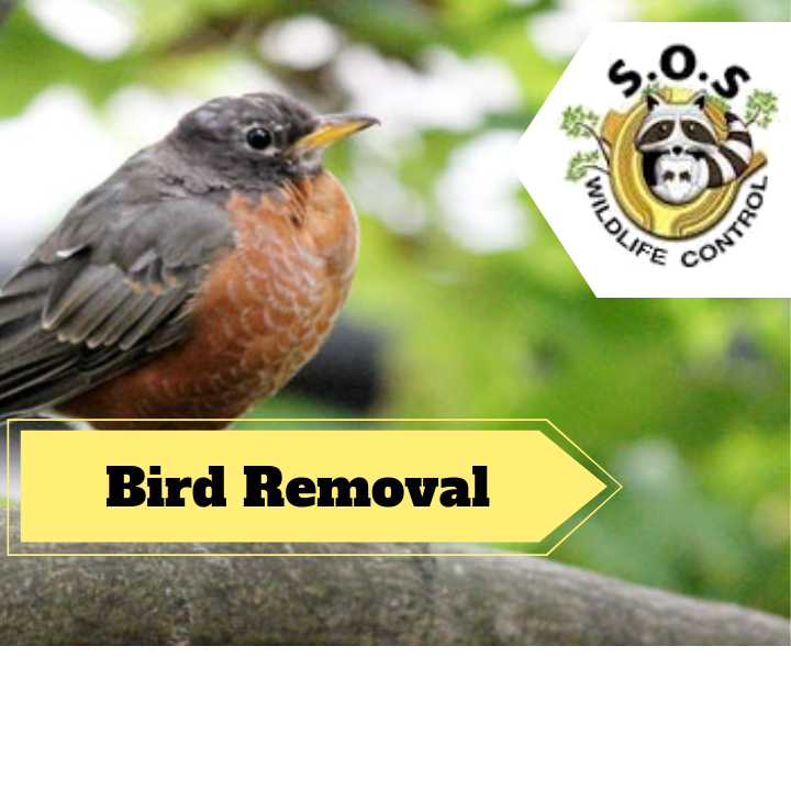 Markham Wildlife Removal | 9306 Bathurst St, Maple, ON L6A 4N9, Canada | Phone: (905) 218-3562