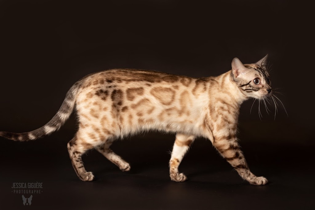 Bucephale Bengal | Quebec City, QC, Canada | Phone: (581) 983-1671