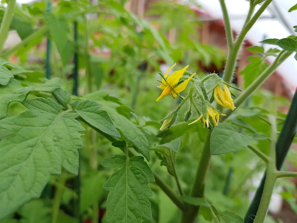 Les jardins de La Grande Ourse | 176 route 230 Ouest, La Pocatière, QC G0R 1Z0, Canada | Phone: (581) 991-6013