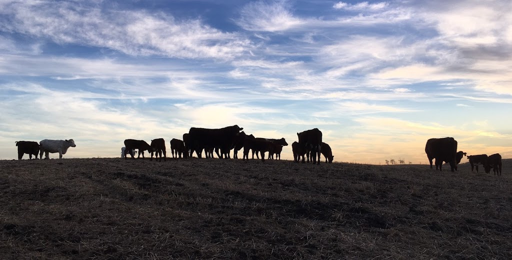 Prospect Hill Shorthorns | Township Rd 430, Meeting Creek, AB T0B 2Z0, Canada | Phone: (780) 877-2444