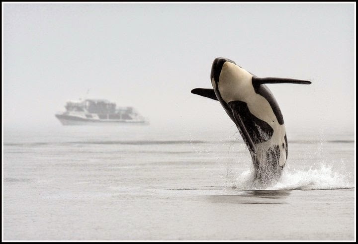 Orca Spirit Whale Watching Adventures | 146 Kingston St, Victoria, BC V8V 1V4, Canada | Phone: (888) 672-6722