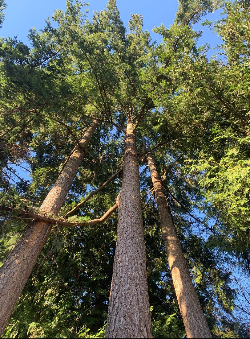 Tree Boss Tree Service | 8241 Wadham Dr, Delta, BC V4C 4E1, Canada | Phone: (604) 360-0580