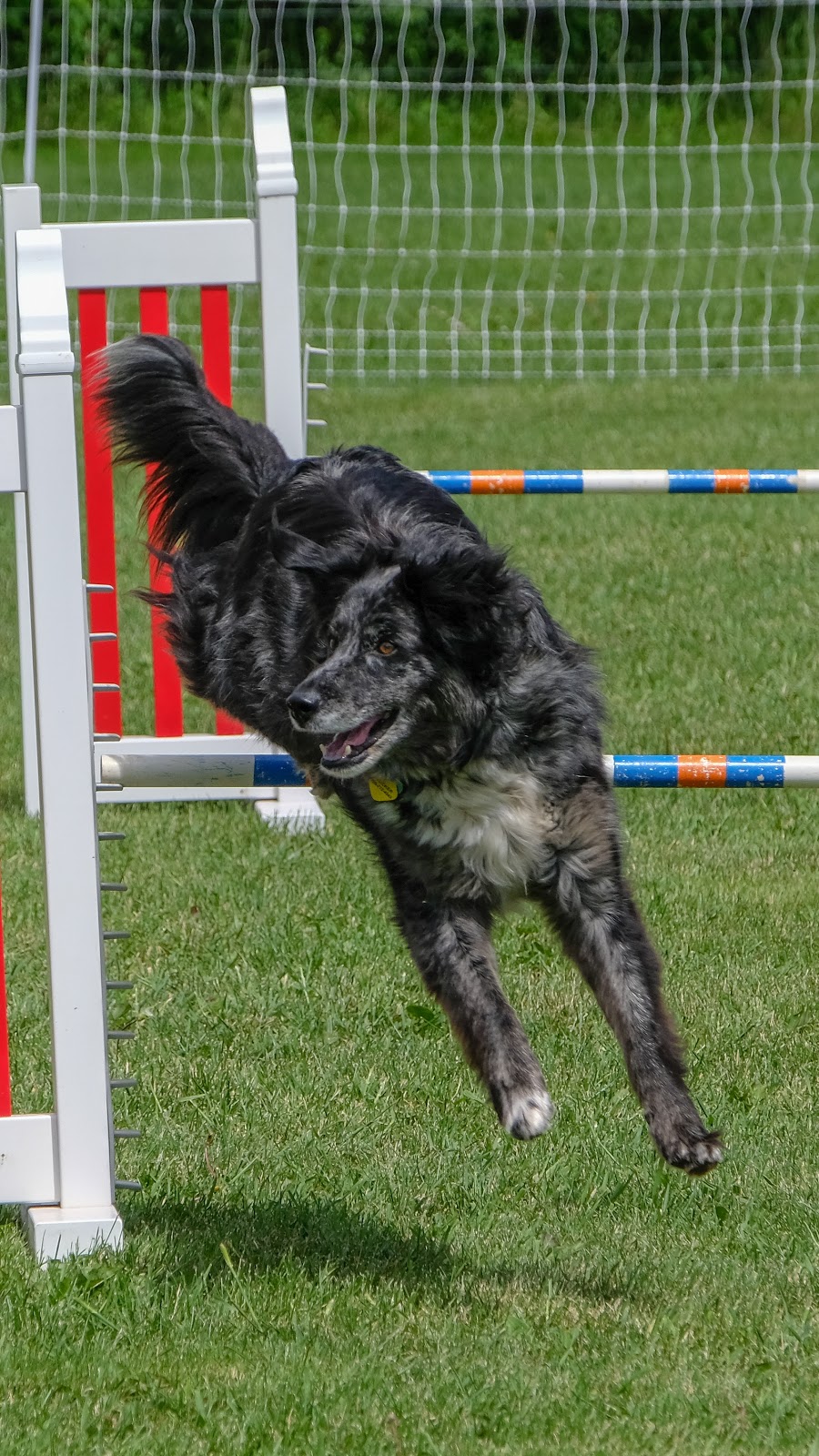 Paus-n-Train Agility & Obedience | 300 Lindsay Rd, Selwyn, ON K9J 0C5, Canada | Phone: (705) 740-0774