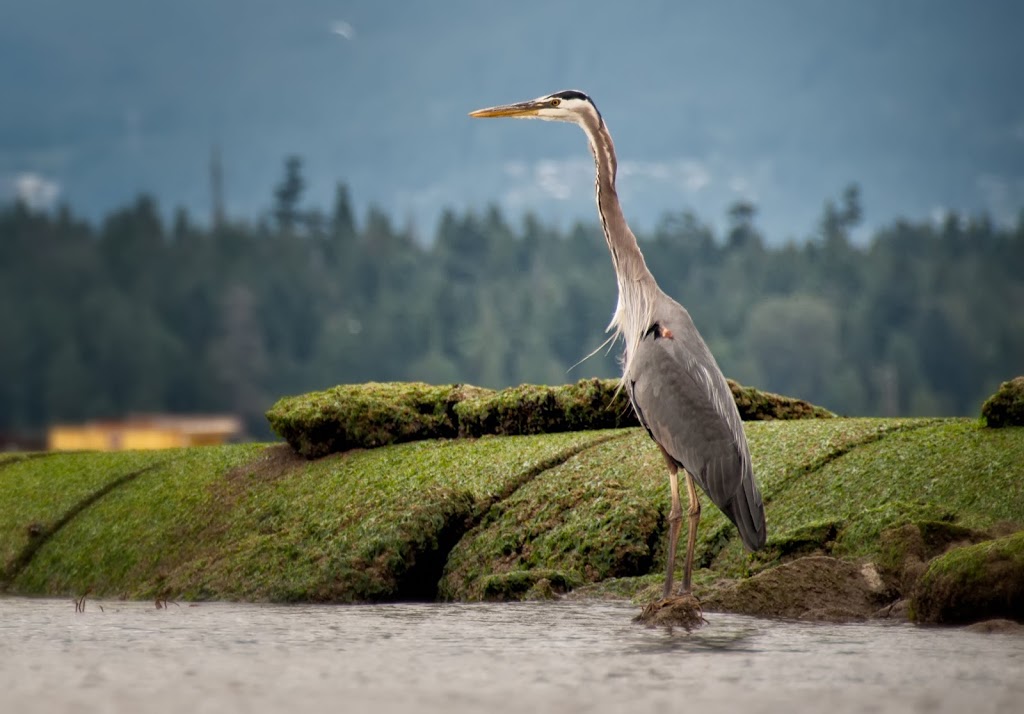 Volunteer Park | 2855 Point Grey Rd, Vancouver, BC V6K 1A7, Canada | Phone: (604) 257-8400