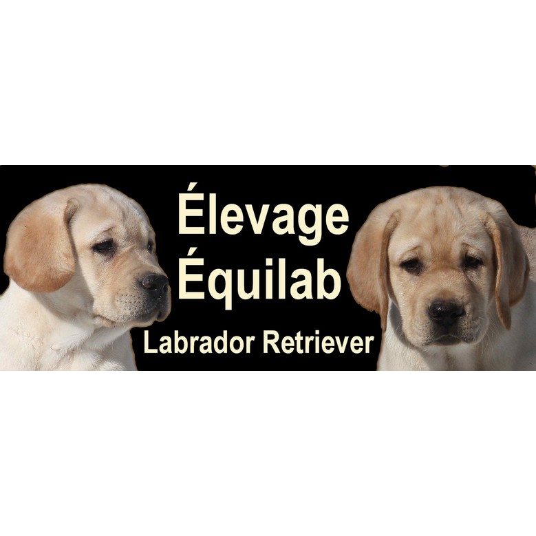 Élevage Équilab | Rang Saint-Joseph, Saint-Narcisse-de-Beaurivage, QC G0S 1W0, Canada | Phone: (418) 389-7324