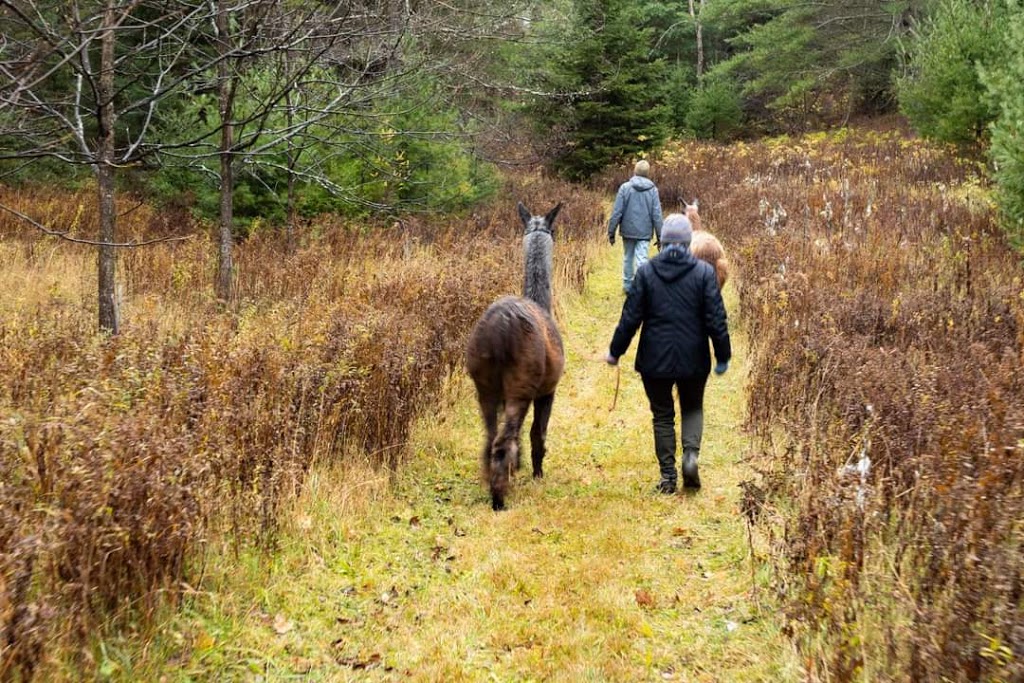 Serendipity Farm and Sanctuary - Alpacas & Llamas | 929 S Lavant Rd, Lanark, ON K0G 1K0, Canada | Phone: (613) 259-3304