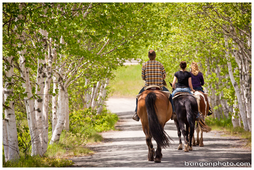 Broadleaf Ranch | 5526 NB-114, Hopewell Hill, NB E4H 3N5, Canada | Phone: (506) 882-2349