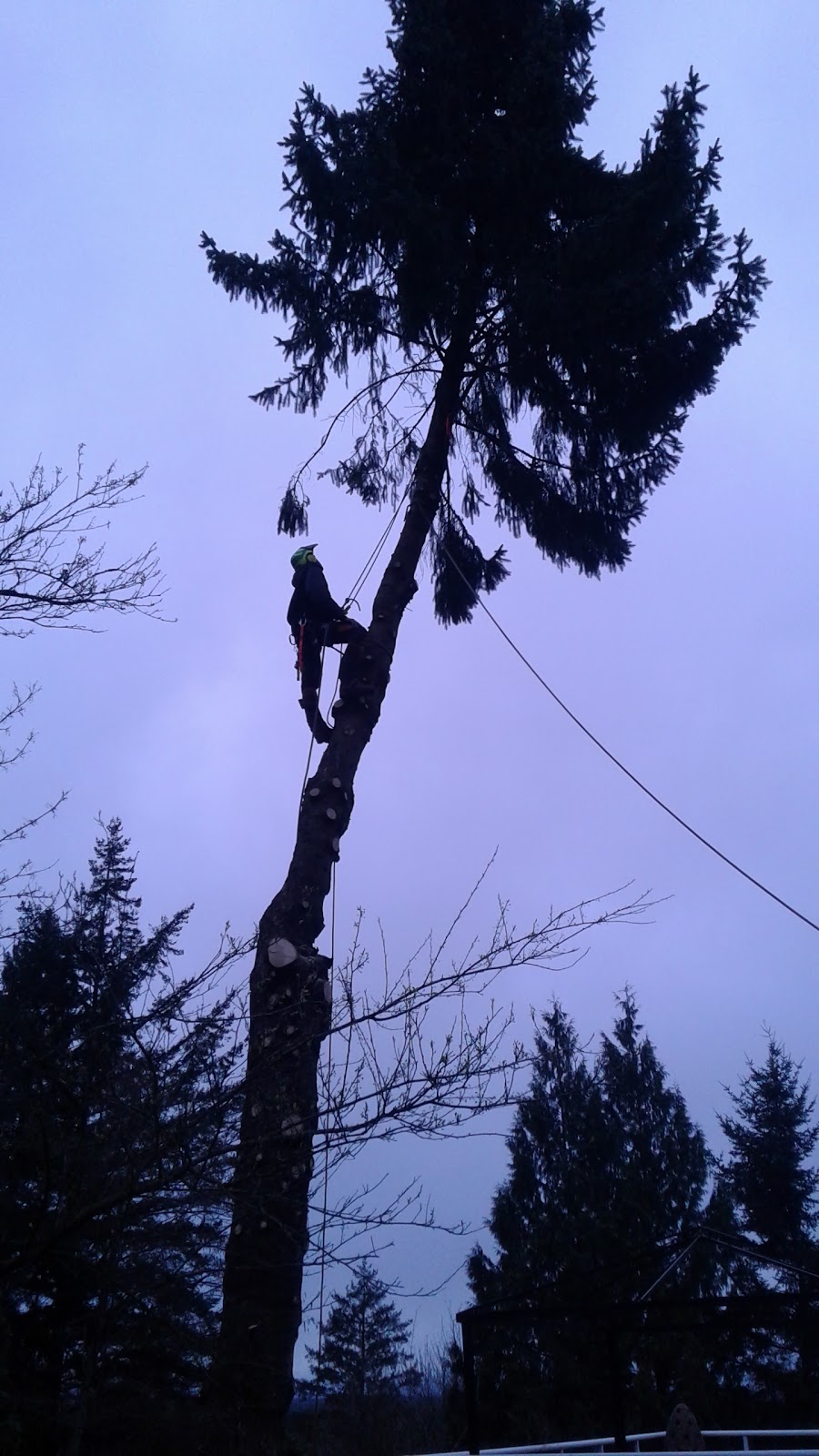 ROYAL WOOD TREE CARE | 1101 English Bluff Rd, Delta, BC V4M 2N7, Canada | Phone: (604) 943-0084