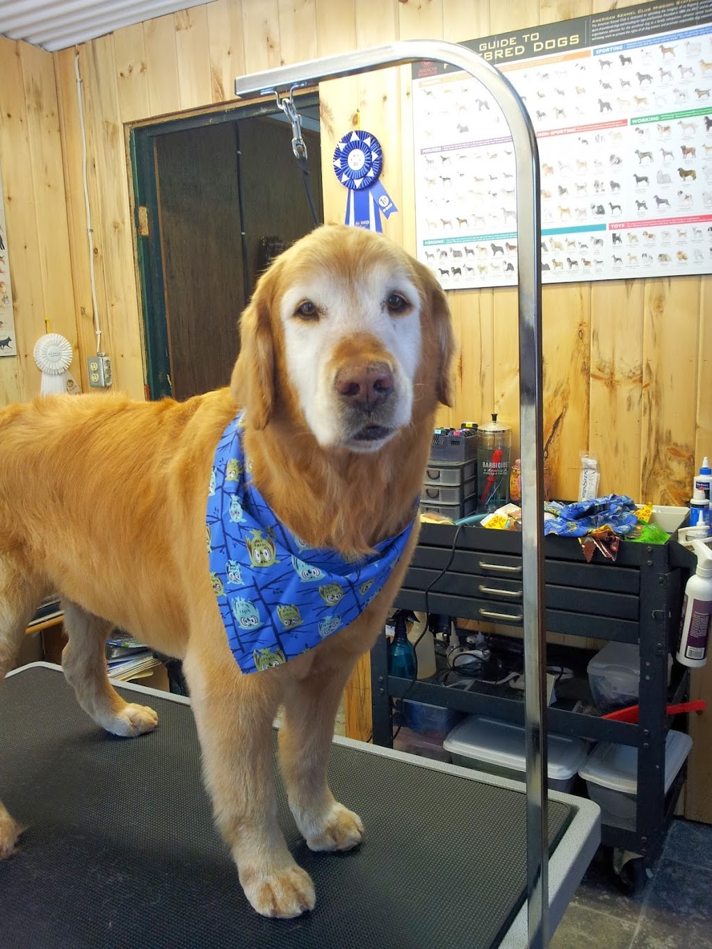 Pet Grooming By Carole | 3181 Sydenham Rd, Elginburg, ON K0H 1M0, Canada | Phone: (613) 532-7335