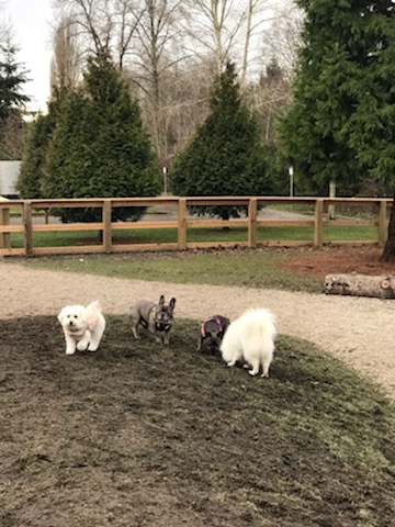 Garden City Dogs Off-Leash Area | 9331 Granville Ave, Richmond, BC V6Y 1P9, Canada