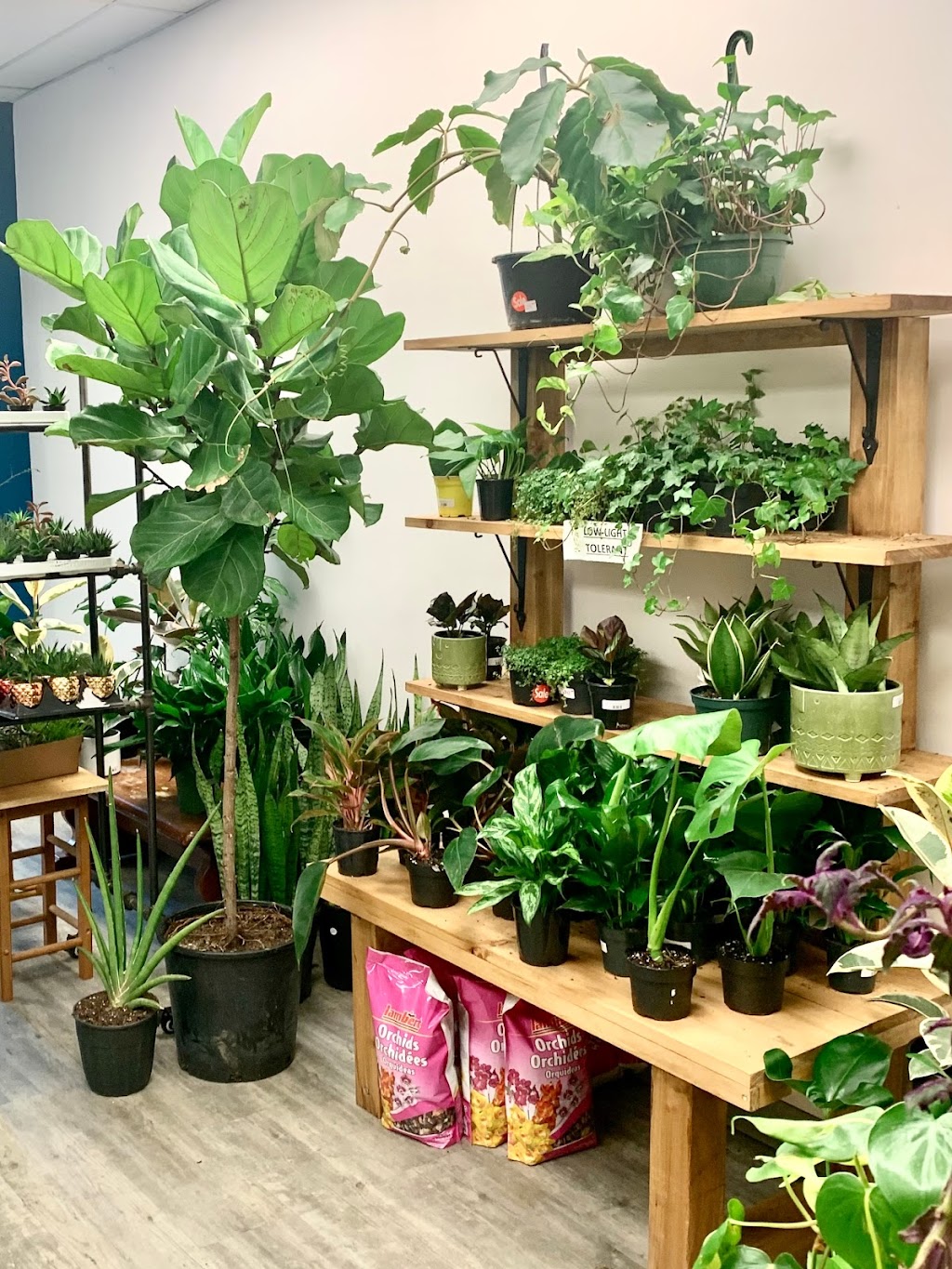 House of Plants | 38 Auriga Dr, Ottawa, ON K2E 8A5, Canada | Phone: (613) 421-8877