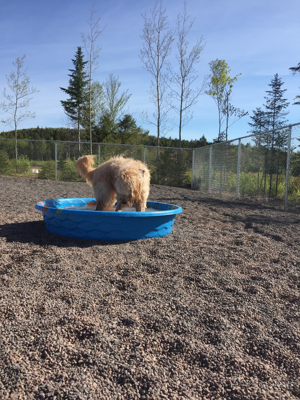 HOUNDS on the HILL Grooming, Boarding & Daycare | 4172 East River East Side Road, Plymouth, NS B2H 5C5, Canada | Phone: (902) 754-1702