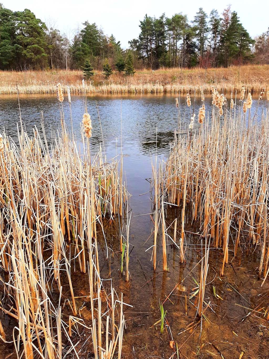 Snuretown Pond West | Brampton, ON L6Y 0G8, Canada | Phone: (905) 874-2000