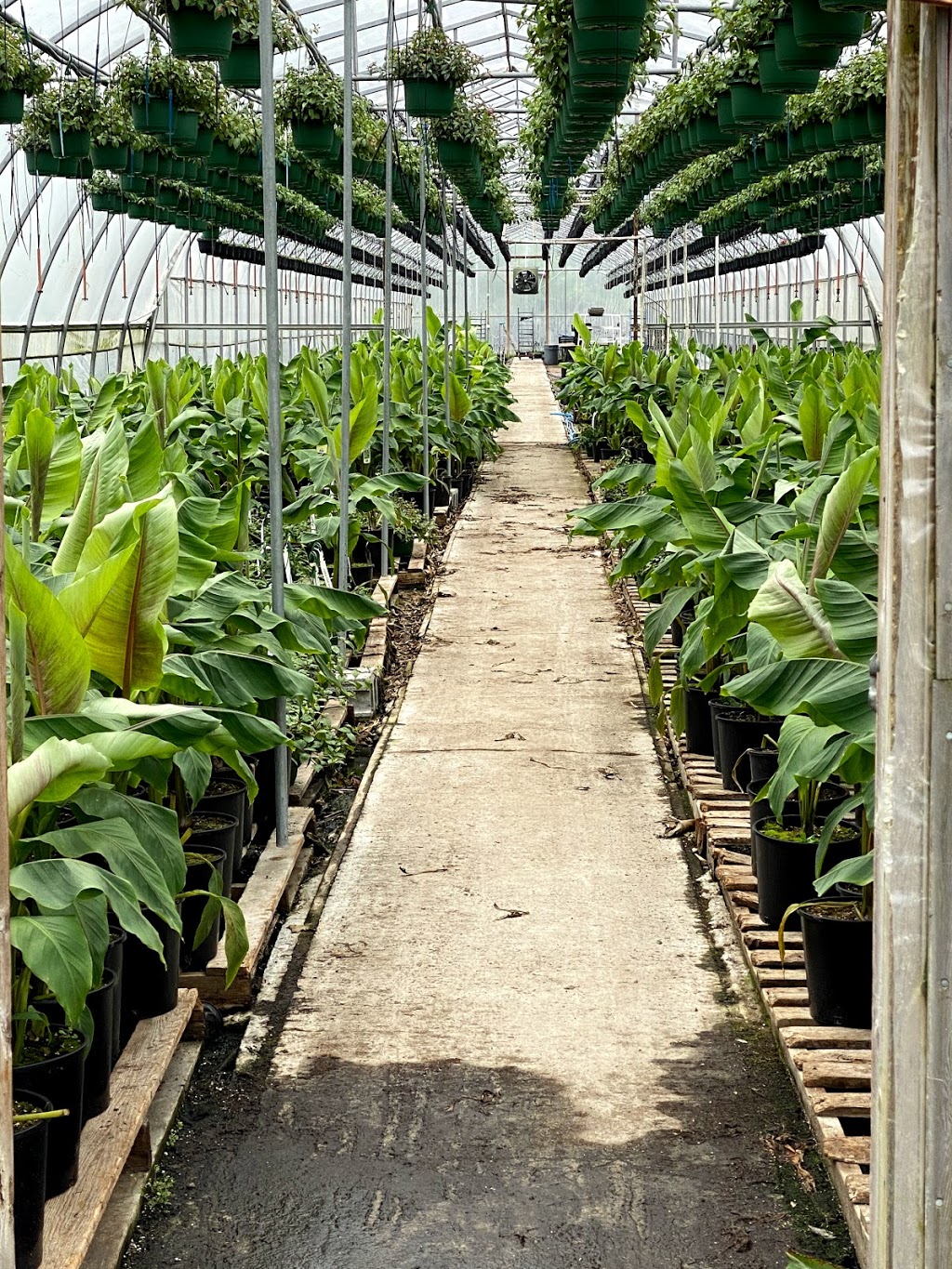 Muldoon Greenhouses Ltd. | 346 Laurier Ave, Port Coquitlam, BC V3C 3V4, Canada | Phone: (604) 552-0374