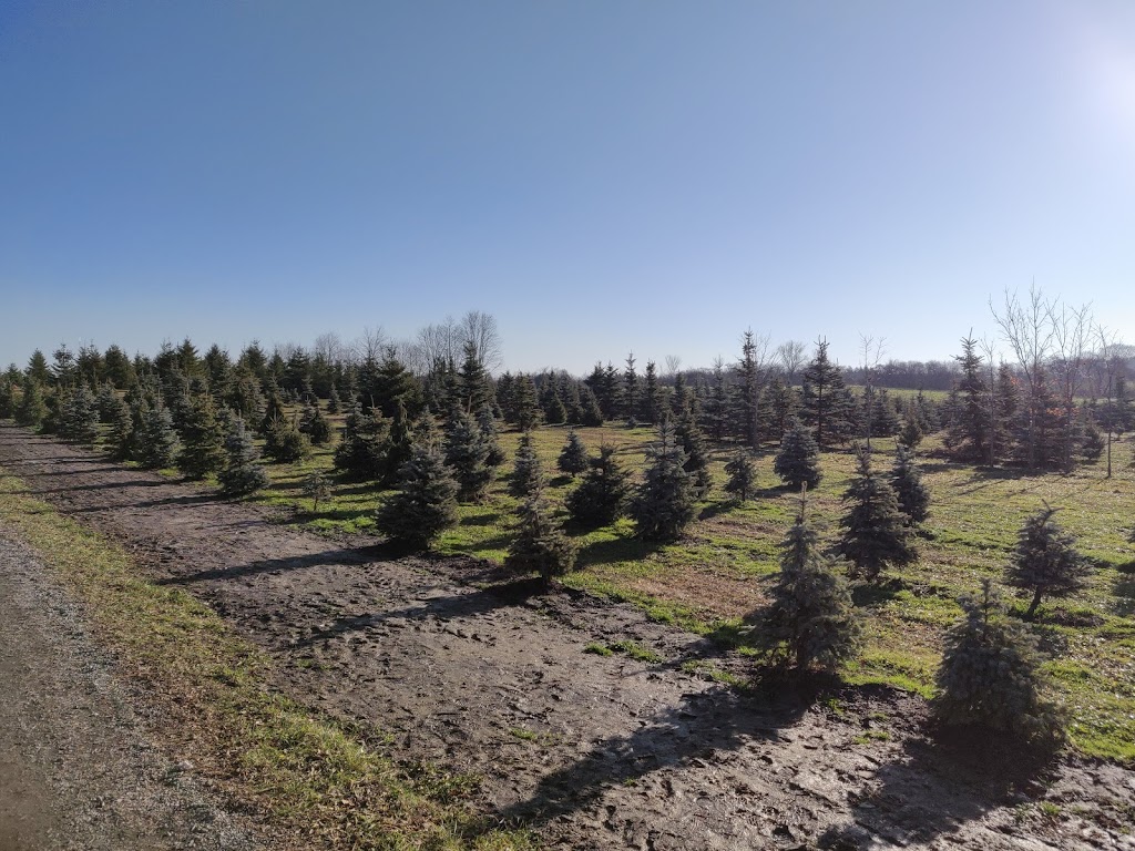 Gerencer Family Tree Farm | 12681 Kennedy Rd, Whitchurch-Stouffville, ON L4A 4A9, Canada | Phone: (905) 888-9214