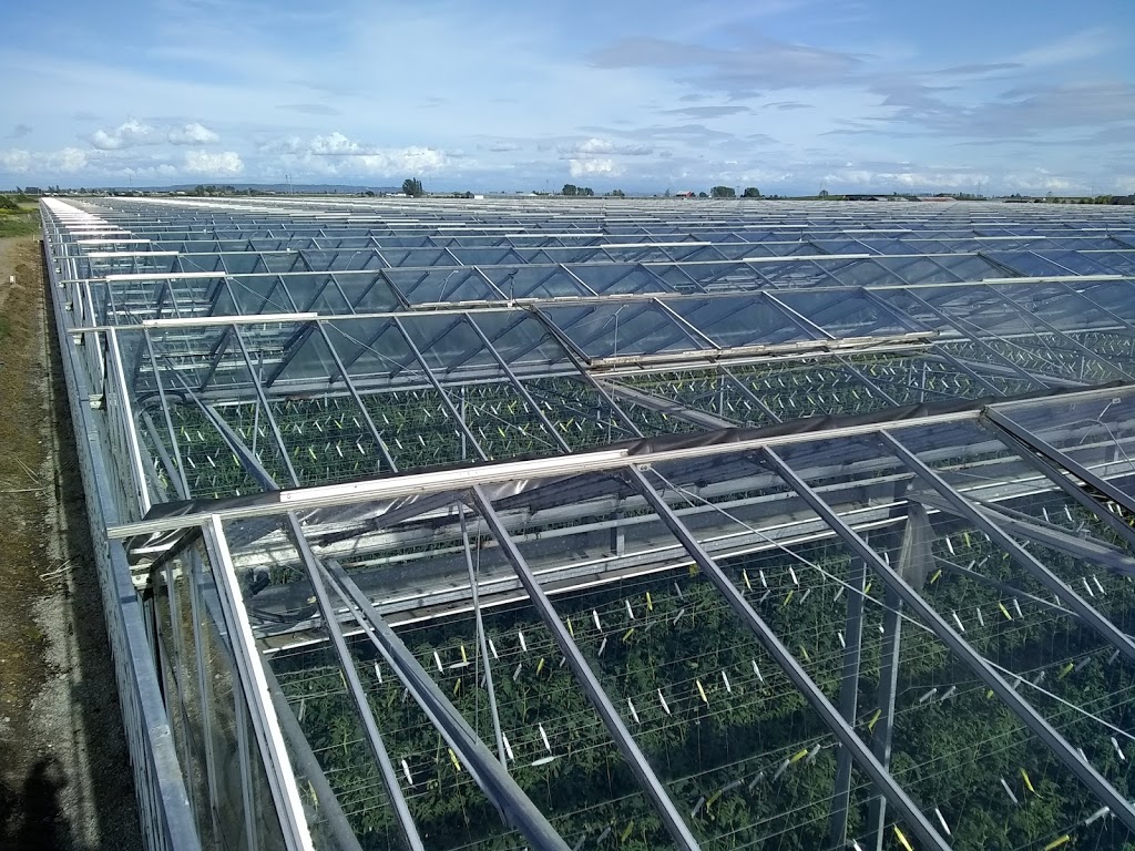 Millennium Pacific Greenhouses Ltd | 3752 Arthur Dr, Delta, BC V4K 3N2, Canada | Phone: (604) 940-4440