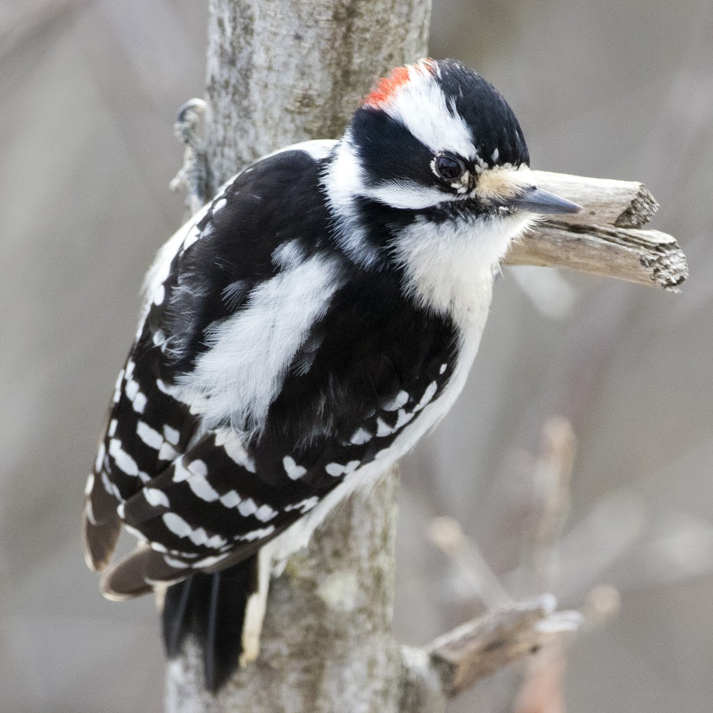 Wild Bird Care Centre | 734 Moodie Dr, Nepean, ON K2R 1H4, Canada | Phone: (613) 828-2849