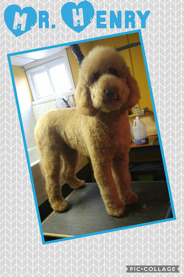 Jazzy Puppy Cuts | Side entry, 85 Goldpark Rd, Chatham, ON N7L 4X9, Canada | Phone: (519) 401-8301