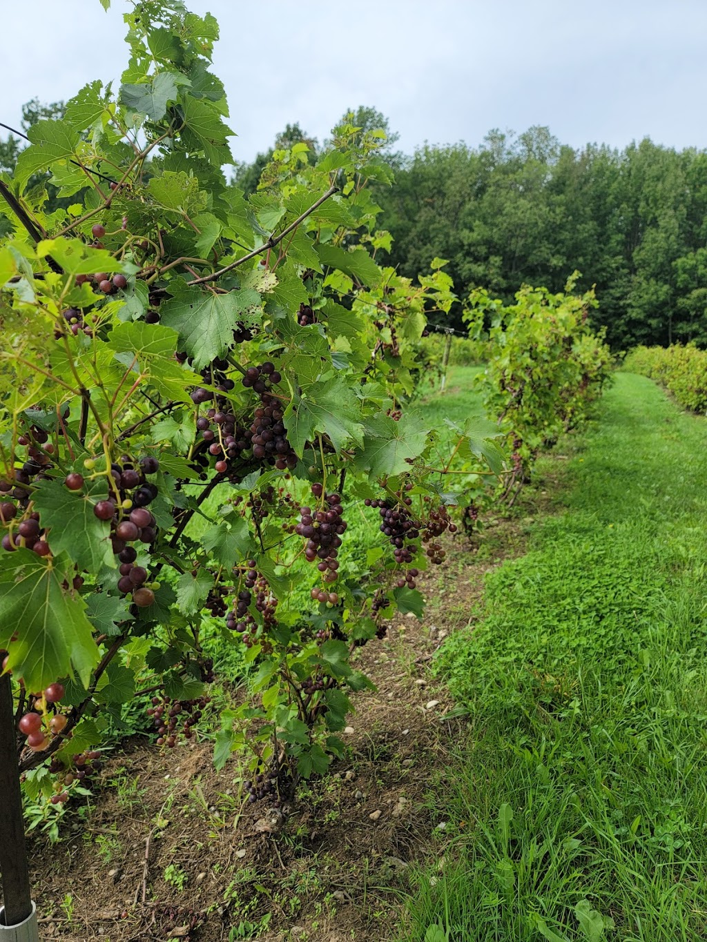 Vignoble Domaine Bresee | 303 Chemin Draper, Hill, Sutton, QC J0E 2K0, Canada | Phone: (450) 538-3303