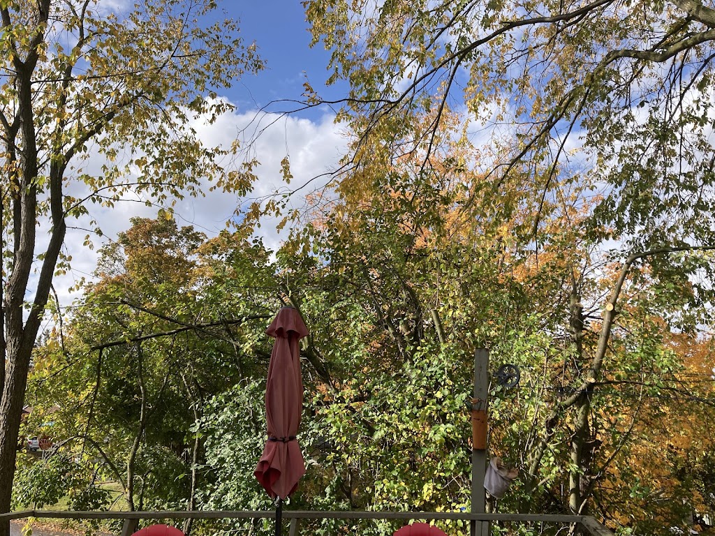 Brendan Brown Climbing Arborist | 471 Mark St, Peterborough, ON K9H 1W1, Canada | Phone: (705) 957-4502