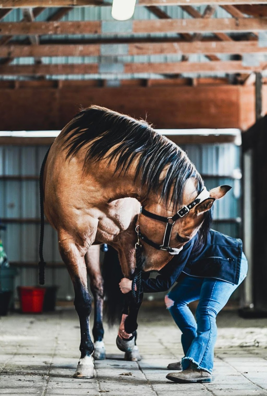 Capturing Heights Equine Services | 21211 Burwell Rd, Mount Brydges, ON N0L 1W0, Canada | Phone: (548) 883-2316