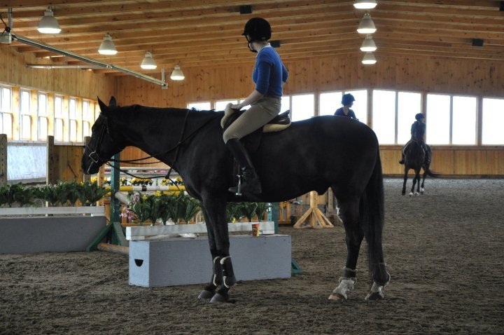 Toronto Equestrian | 3563 Vandorf Road, Whitchurch-Stouffville, ON L4A 4H5, Canada | Phone: (647) 996-0897