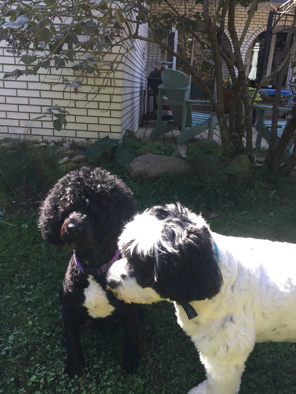 SailorMoon Portuguese Water Dogs | 127 Baldwin Ave, Harrow, ON N0R 1G0, Canada | Phone: (519) 564-6411