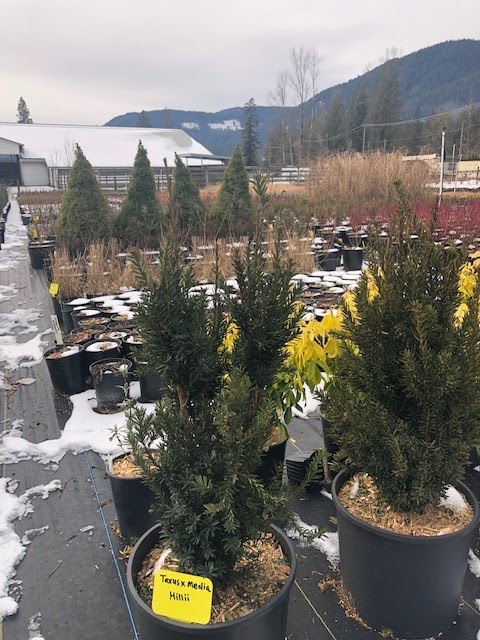 Green Flow Nurseries ltd. | 35850 Pattison Rd, Fraser Valley F, BC V2V 4J1, Canada | Phone: (604) 217-2992