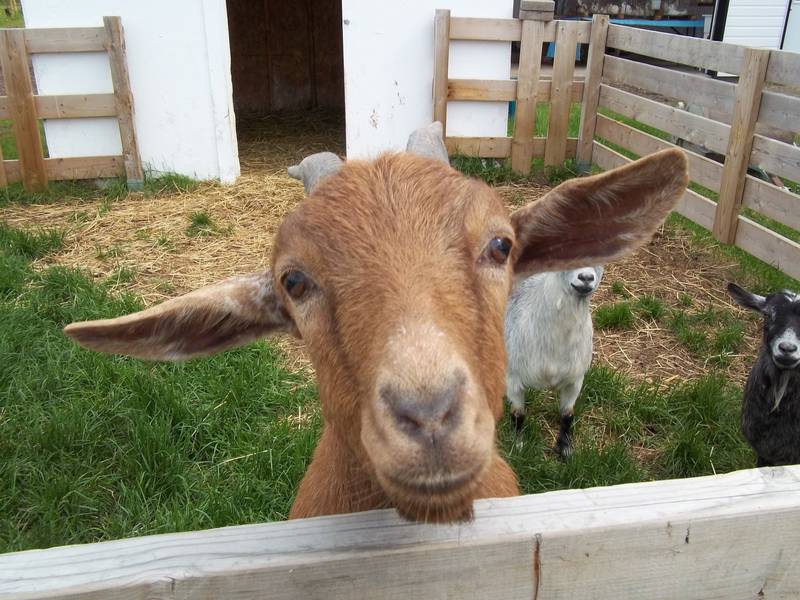 Ferme R. Giguère | 2050 Chem. Royal, Sainte-Famille, QC G0A 3P0, Canada | Phone: (418) 829-1298