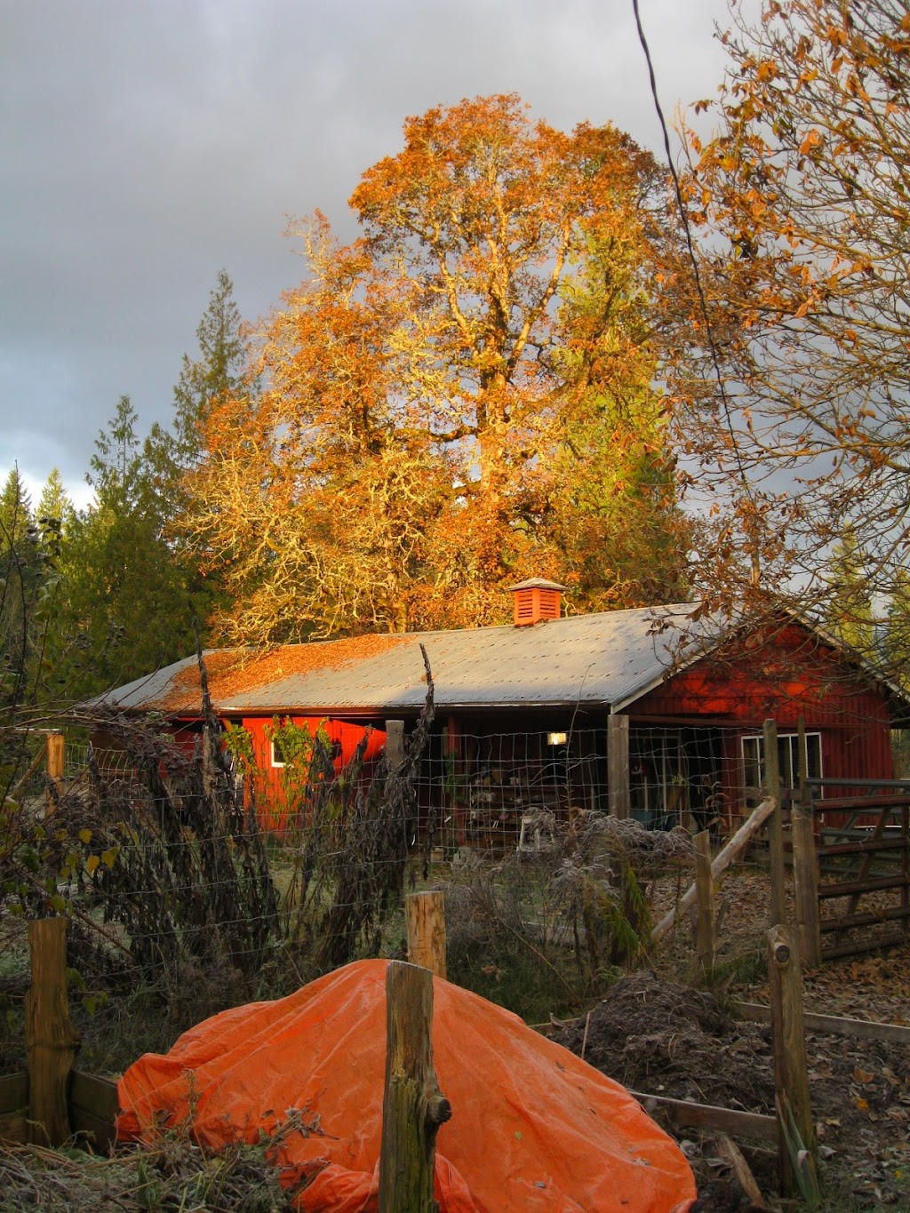 Old Road Farm | 3393 Gibbins Rd, Duncan, BC V9L 6E6, Canada | Phone: (250) 710-2284