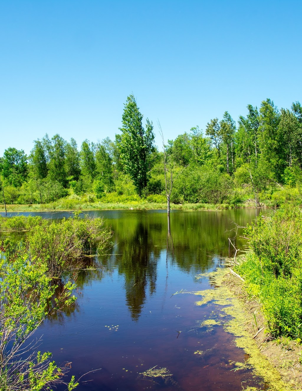 Dewberry Trail | Dolman Ridge Rd, Orléans, ON K1C 7G4, Canada