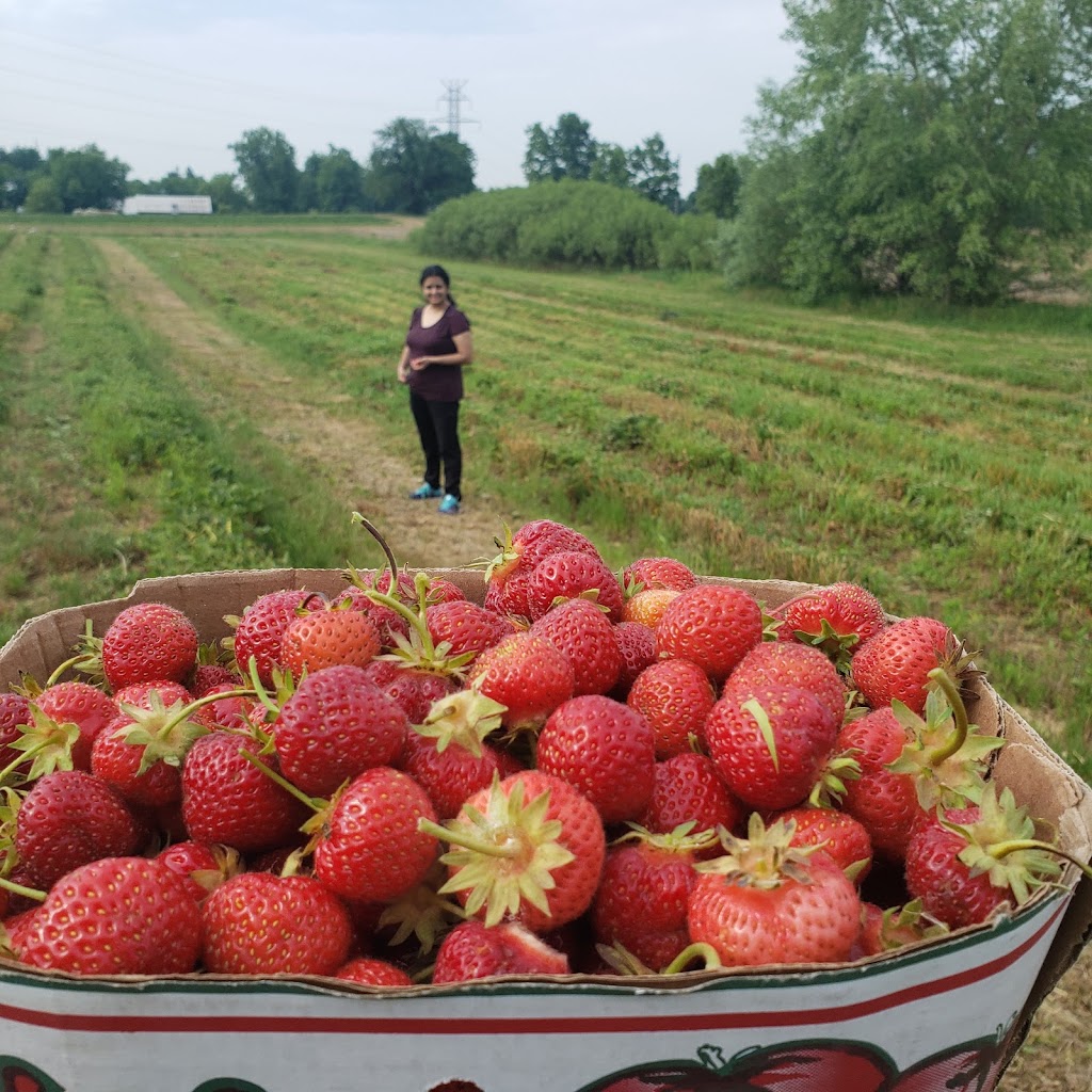 G and C Produce | 451 Book Rd E, Ancaster, ON L9G 3L1, Canada | Phone: (905) 648-8597